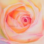 Rose arc-en-ciel au pastel sec