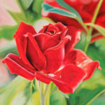 Rose rouge au pastel sec