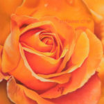 Rose orange au pastel sec