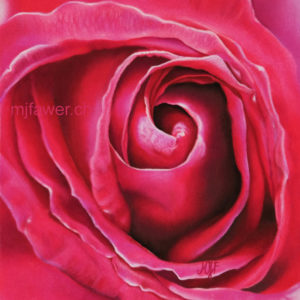 Rose rose foncé au pastel sec, 15x15cm, vendu