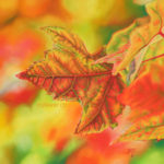 Feuille d'automne, pastel sec, 20x20cm