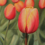 Tulipe feu, pastel sec 15x15cm