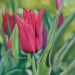Tulipe rose foncé, pastel sec 15x15cm