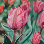 Tulipe rose-vert, pastel 15x15cm