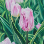 Tulipe violette, pastel sec 15x15cm